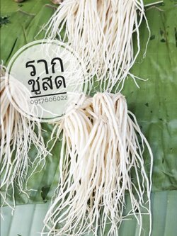 รากชู รากซู ต้นรากชู ต้นรากซู รากชูสด รากซูสด หอมชู หอมซู รากผักชู รากชูหอมชู ต้นหอมชู สดจากสวน