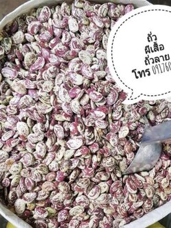 ถั่วพม่า ถั่วราคาส่ง ขายส่งถั่ว ถั่วลาย ถั่วลายเสือ ถั่วผีเสื้อ butterflypea