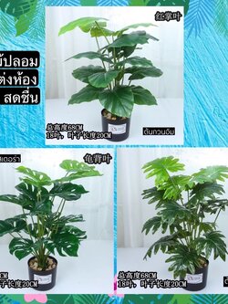 TS061J010 TROPACL ต้นไม้ปลอม ต้นไม้ประดับ ต้นไม้แต่งห้อง แถมกระถางดำ ARTIFICIAL PLANT ต้นซานาดู ต้นกวนอิม ต้นมอนสเตอร่า