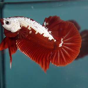 Red Samurai เรดซามูไร