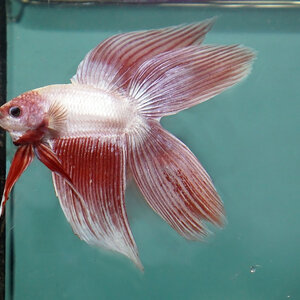 Veiltail Double Tail Betta Fish ปลากัดครีบยาว หางคู่พู่กัน