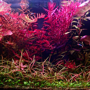 อุปกรณ์ ไม้น้ำ ปลาตู้