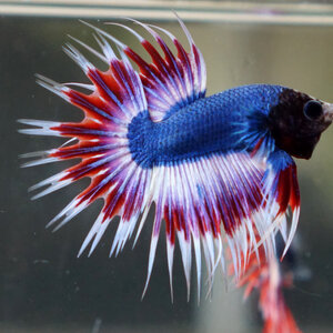 Crowntail ปลากัดหางมุงกุฎ