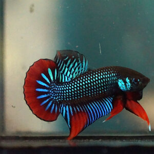 Betta Imbellis ปลากัดป่าภาคใต้