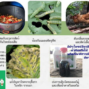 การใช้น้ำส้มควันไม้ ในพืชแต่ละชนิด