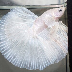 White Platinum Halfmoon ปลากัดไวท์แพลตตินั่มครีบยาว