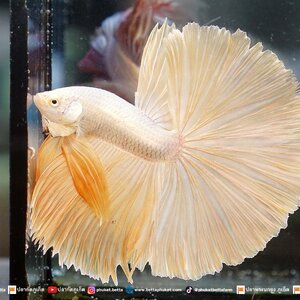 Super Gold Halfmoon ปลากัดซุปเปอร์โกลด์ ครีบยาว