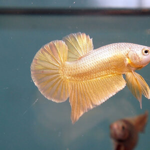 Super Gold ปลากัดสีทอง