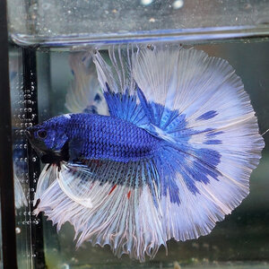 Butterfly Halfmoon ปลากัดลายผีเสื้อครีบยาว