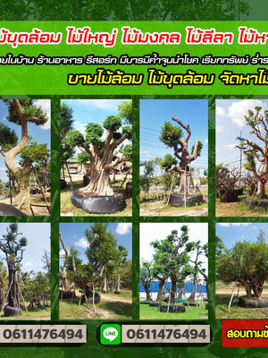 ไม้ล้อมจัดสวน โทร 061-1476494 แต่งสวน จัดสวน บ้านและสวน บริการขุด ล้อม ย้าย ตั้งค้ำต้นไม้ล้ม มีรถเครนยกขนย้าย
