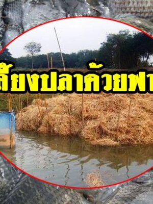 การเลี้ยงปลาด้วยฟางข้าว เทคนิคดี ๆ ทำให้ปลาโตเร็ว