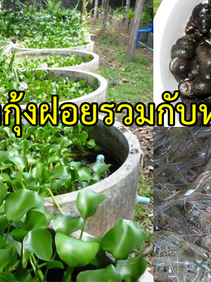 เลี้ยงหอยขมและกุ้งรวมกันในบ่อปูน ต้นทุนน้อย เลี้ยงกินก็ง่าย เลี้ยงขายรายได้ดี!
