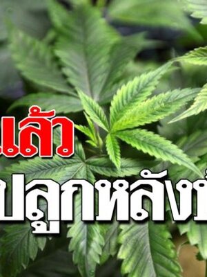 ข่าวด่วน!!!ครม.เผย ผ่านแล้ว พรบ.กัญชา แต่อย่าเอาไปปลูกไว้หลังบ้าน!