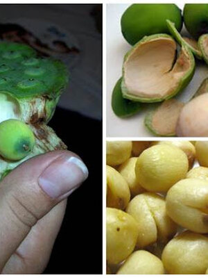 รู้ก่อนสาย!! กินเม็ดบัว…ต้านมะเร็งตับ แก้โรคหัวใจ บำรุงประสาท