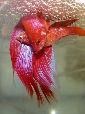 ไอเดียสุดเจ๋ง โต๊ะตู้ปลา ประหยัดพื้นที่ใช้สอย สวยเวอร์!