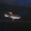 Rainbow guppy เรนโบว์ ดังเดิมธรรมดา 1คู่ (ผู้+เมีย)