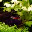 Santa maria bleeding heart endler 1คู่ (ผู้+เมีย)