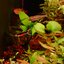 Santa maria bleeding heart endler 1คู่ (ผู้+เมีย)