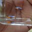 Campoma #47 Blue star, Pure wingei.1คู่ (ผู้+เมีย)