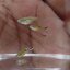 Cumana El Dorado, Pure wingei 1คู่ (ผู้+เมีย)