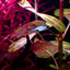 Cumana El Silverado, Pure wingei 1คู่ (ผู้+เมีย)