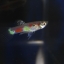 Rainbow guppy เรนโบว์ ดังเดิมธรรมดา 1คู่ (ผู้+เมีย)