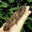 ไหมเงิน ( Silver Rutilated Quartz ) AAA++ ขนาด 10.5 mm Top Premium Quality