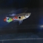 Rainbow guppy เรนโบว์ ดังเดิมธรรมดา 1คู่ (ผู้+เมีย)