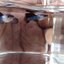 Mini Panda fancy guppy 1คู่ (ผู้+เมีย)