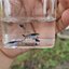 [Original] Asian blau guppy สายพันธุ์หายาก1คู่ (ผู้+เมีย)