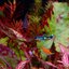 Wild rainbow guppy, Peacock version.1คู่ (ผู้+เมีย)