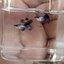 Mini Panda fancy guppy 1คู่ (ผู้+เมีย)