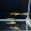 Rainbow guppy เรนโบว์ ดังเดิมธรรมดา 1คู่ (ผู้+เมีย)