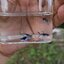 [Original] Asian blau guppy สายพันธุ์หายาก1คู่ (ผู้+เมีย)