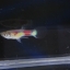 Rainbow guppy เรนโบว์ ดังเดิมธรรมดา 1คู่ (ผู้+เมีย)