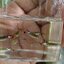 Campoma No.31 Blue snake endler, pure wingei.1คู่ (ผู้+เมีย)