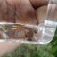 Campoma No.50, Pure wingei 1คู่ (ผู้+เมีย)