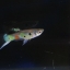 Rainbow guppy เรนโบว์ ดังเดิมธรรมดา 1คู่ (ผู้+เมีย)