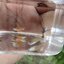 Campoma No.50, Pure wingei 1คู่ (ผู้+เมีย)