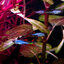 Cumana El Silverado, Pure wingei 1คู่ (ผู้+เมีย)