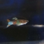Rainbow guppy เรนโบว์ ดังเดิมธรรมดา 1คู่ (ผู้+เมีย)