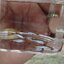 Cumana El Silverado, Pure wingei 1คู่ (ผู้+เมีย)
