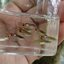 Campoma No.31 Blue snake endler, pure wingei.1คู่ (ผู้+เมีย)