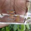 Campoma No.50, Pure wingei 1คู่ (ผู้+เมีย)