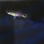 Rainbow guppy เรนโบว์ ดังเดิมธรรมดา 1คู่ (ผู้+เมีย)