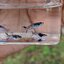 [Original] Asian blau guppy สายพันธุ์หายาก1คู่ (ผู้+เมีย)