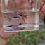 [Original] Asian blau guppy สายพันธุ์หายาก1คู่ (ผู้+เมีย)