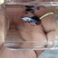 Mini Panda fancy guppy 1คู่ (ผู้+เมีย)