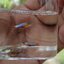 Campoma #47 Blue star, Pure wingei.1คู่ (ผู้+เมีย)