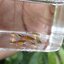Campoma No.50, Pure wingei 1คู่ (ผู้+เมีย)